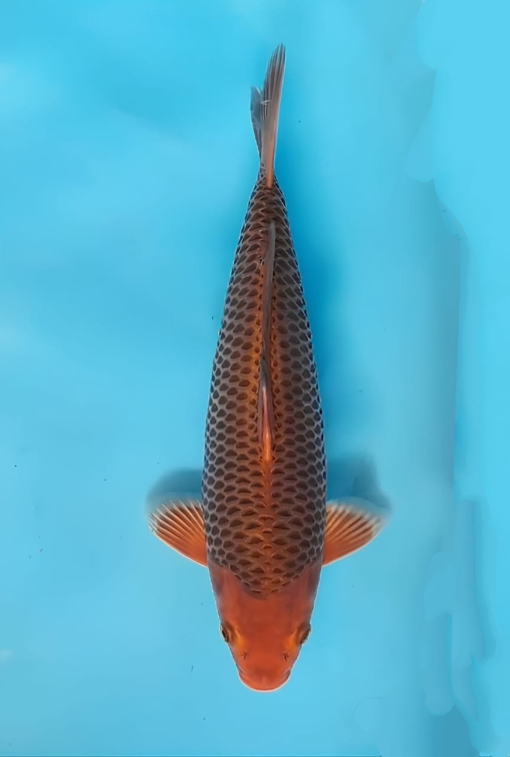 Juara 5