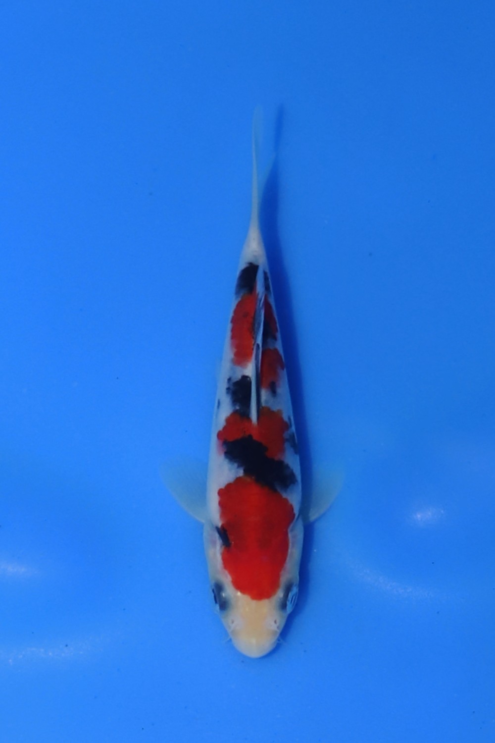 Juara 3