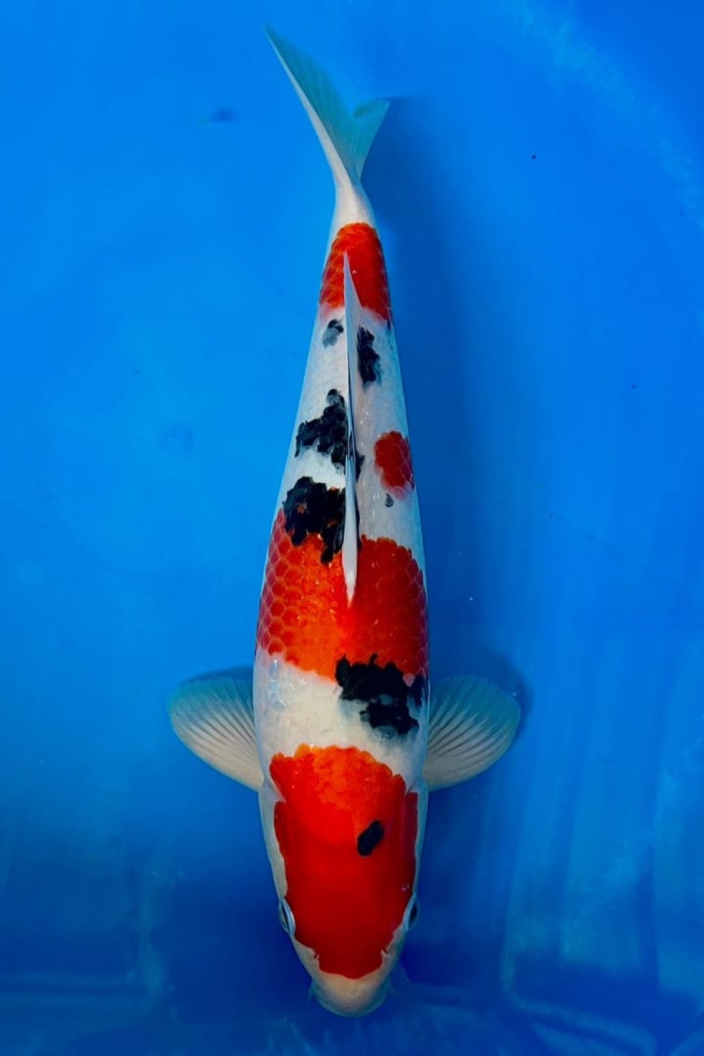 Juara 2