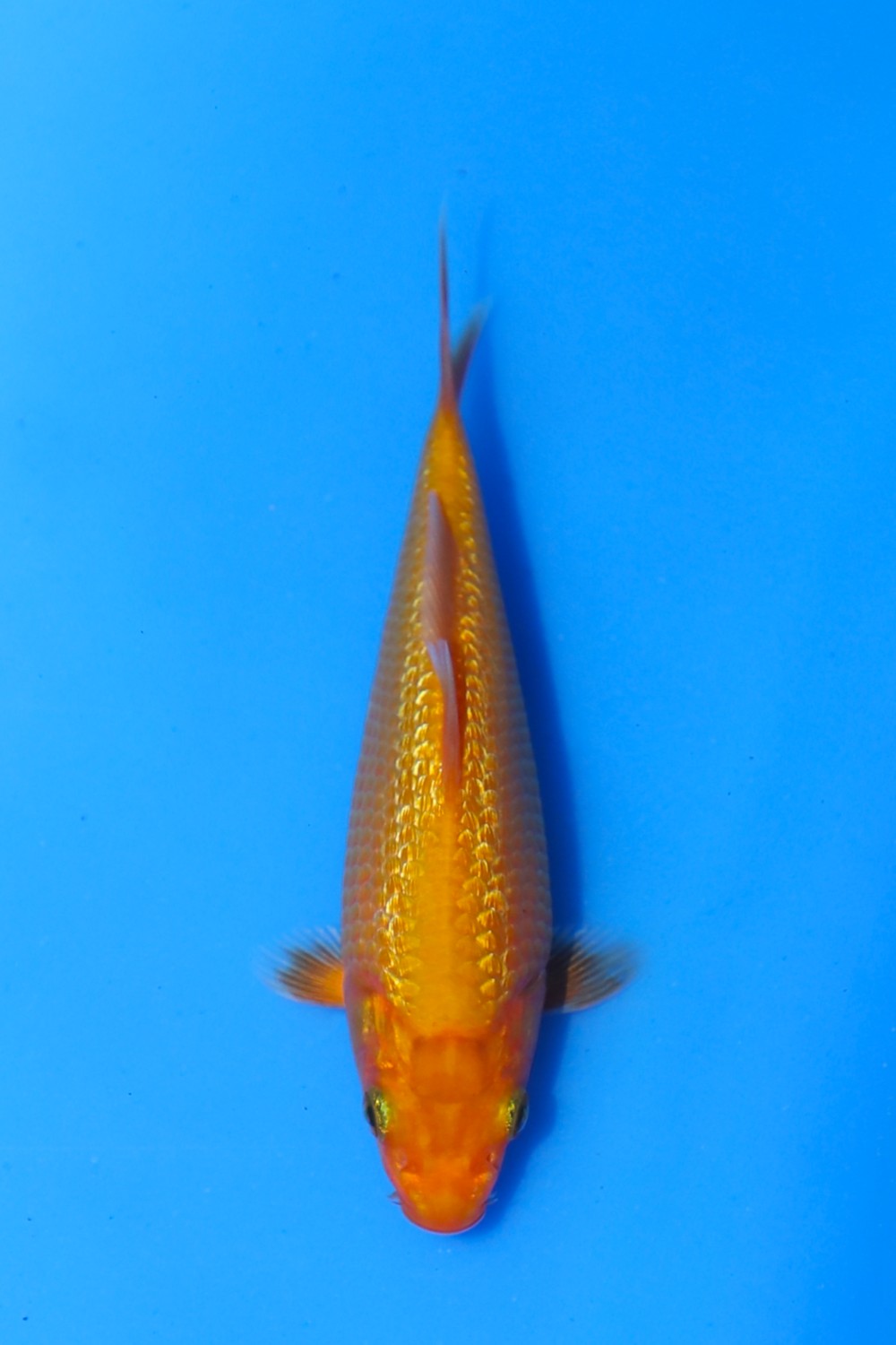 Juara 4