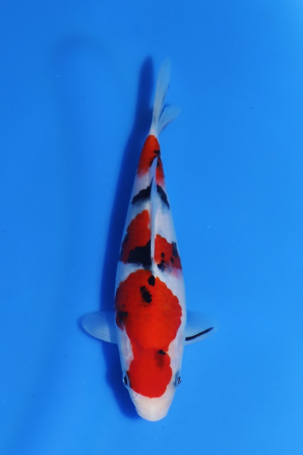 Juara 2