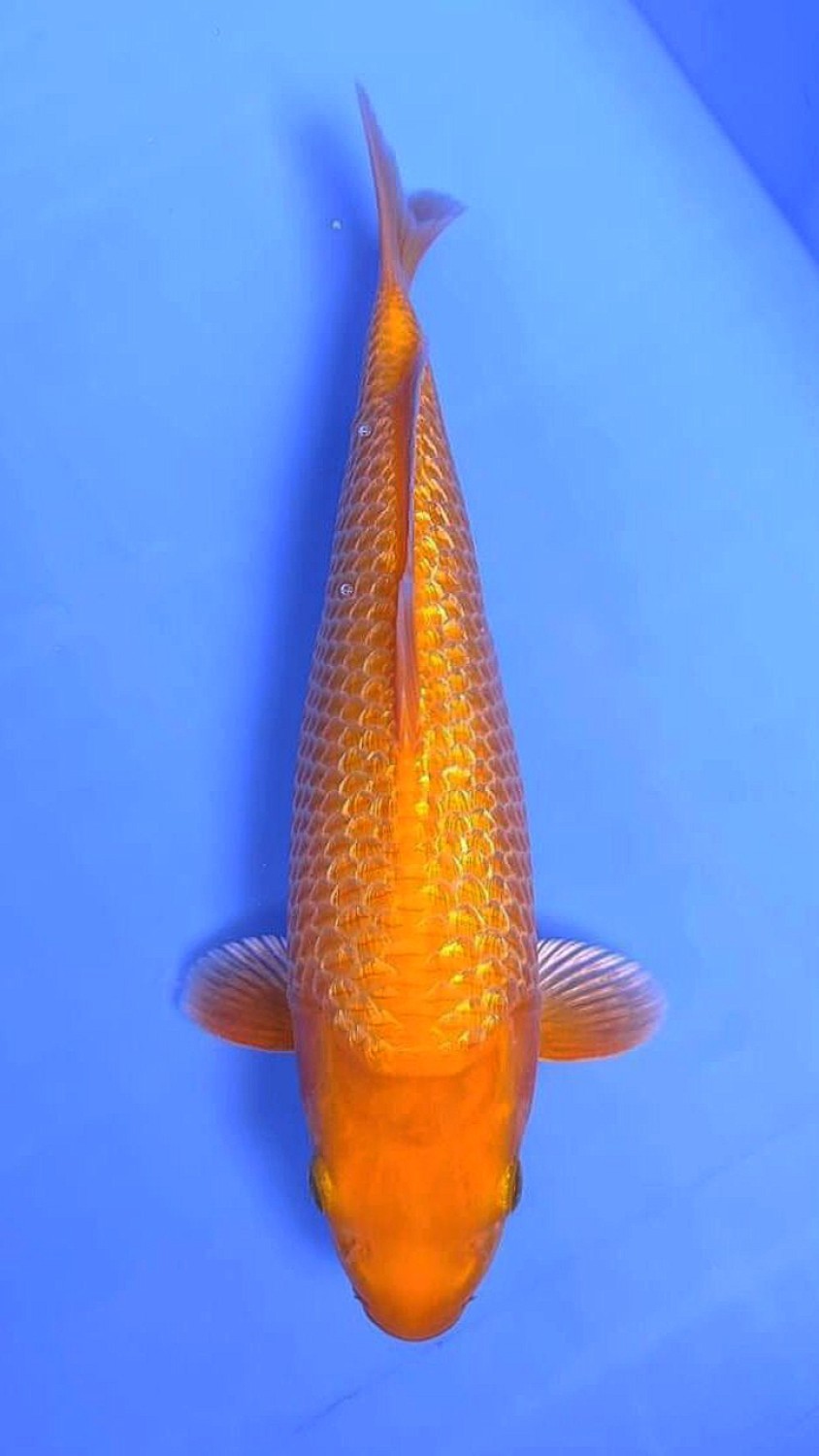 Juara 2