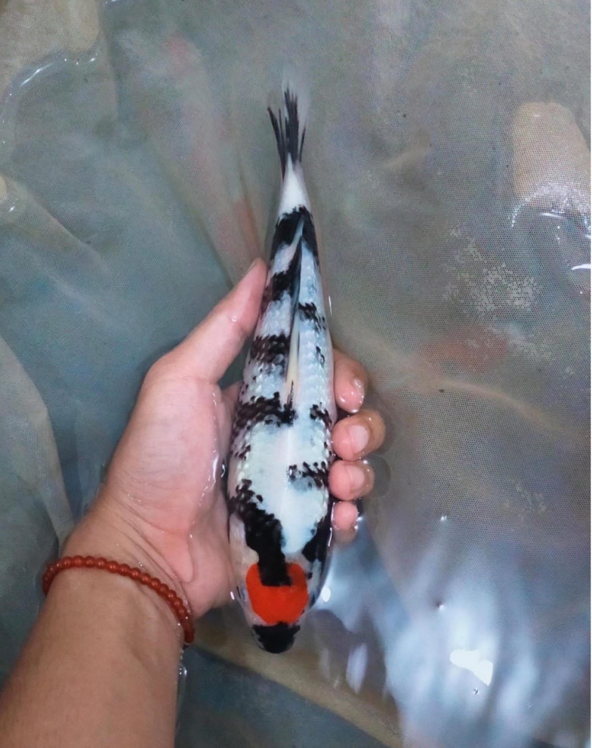 Juara 2
