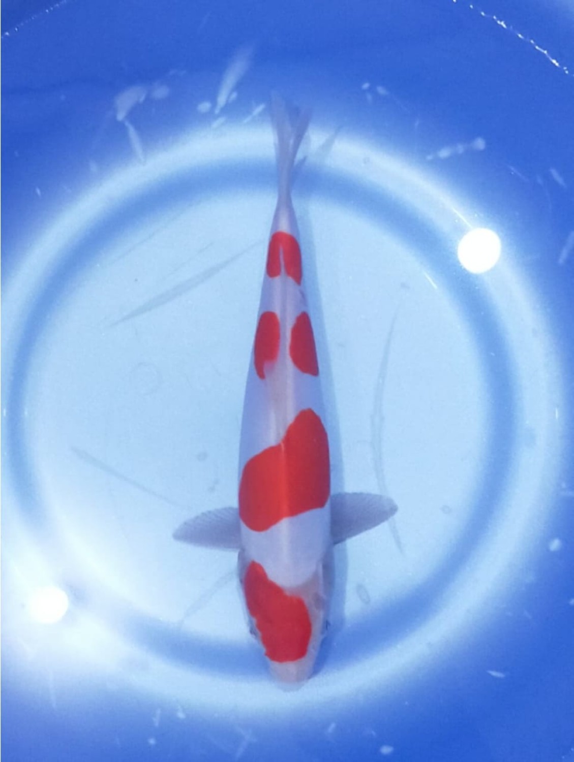 Juara 5