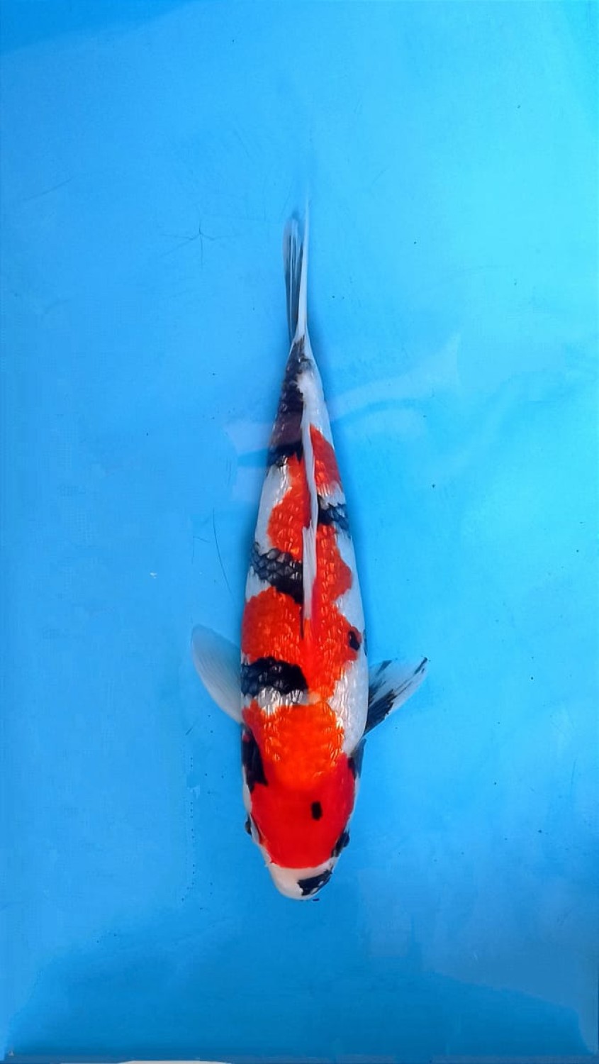Juara 1