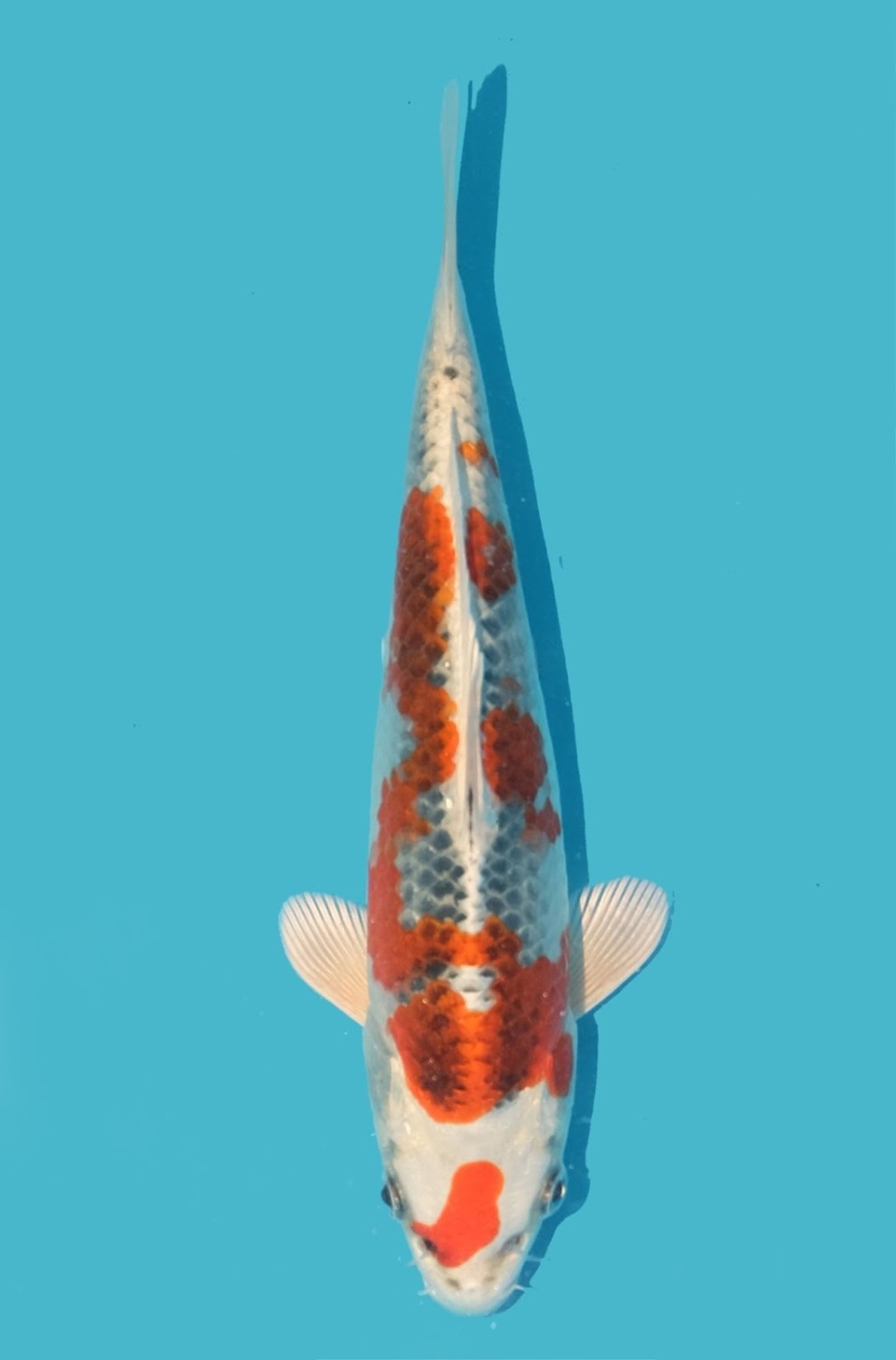 Juara 2