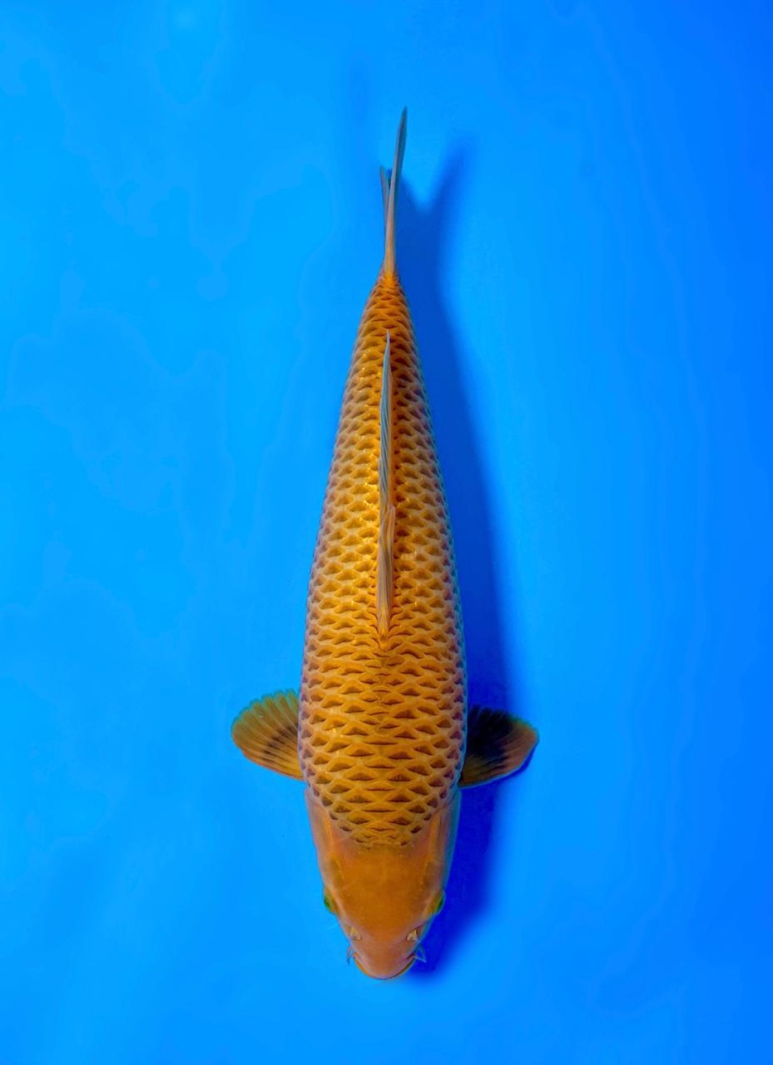 Juara 2