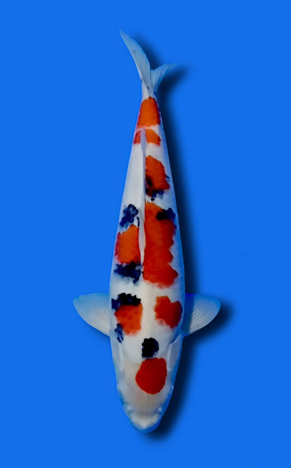Juara 5