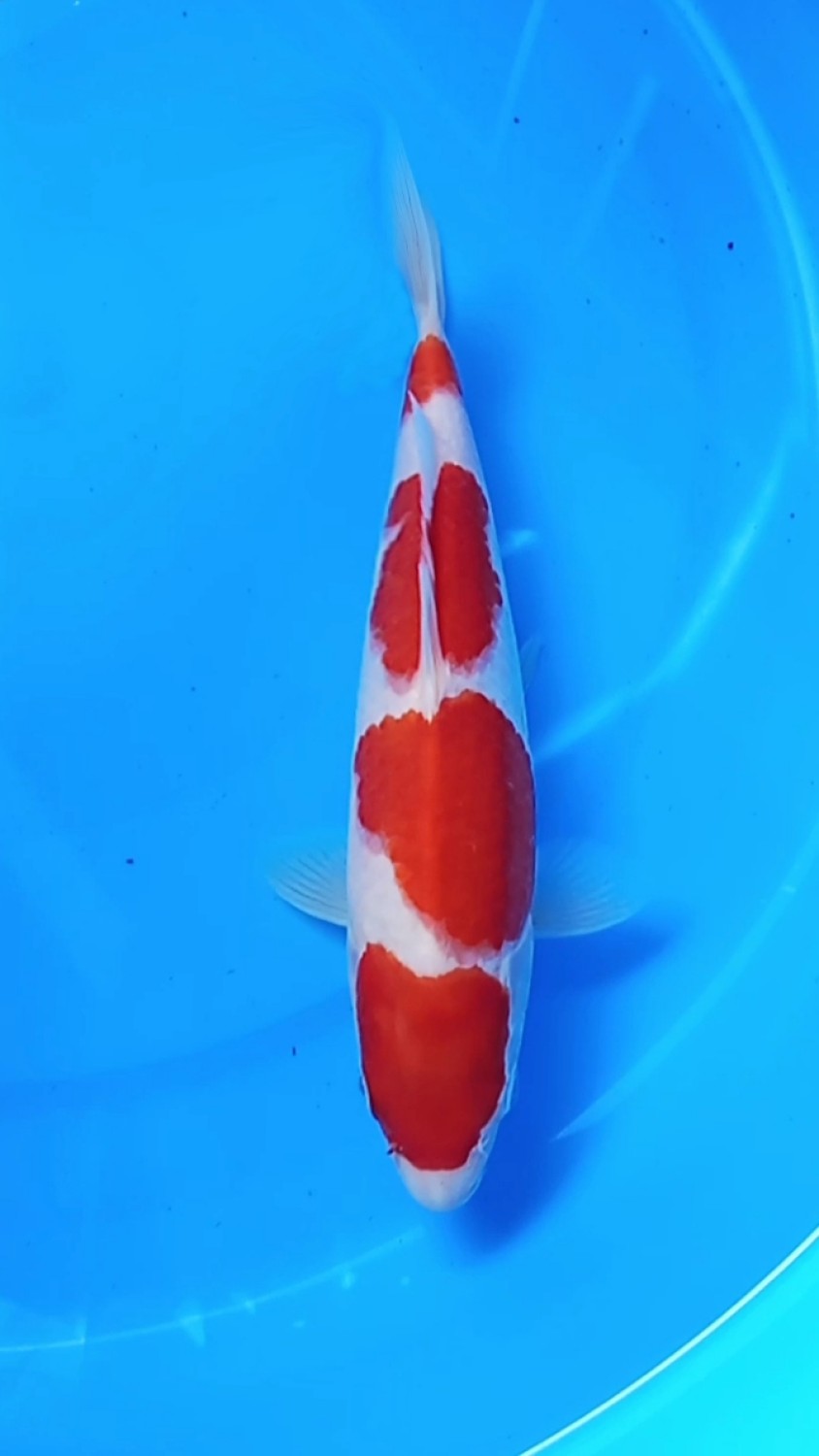 Best In Size A 21 - 25 cm