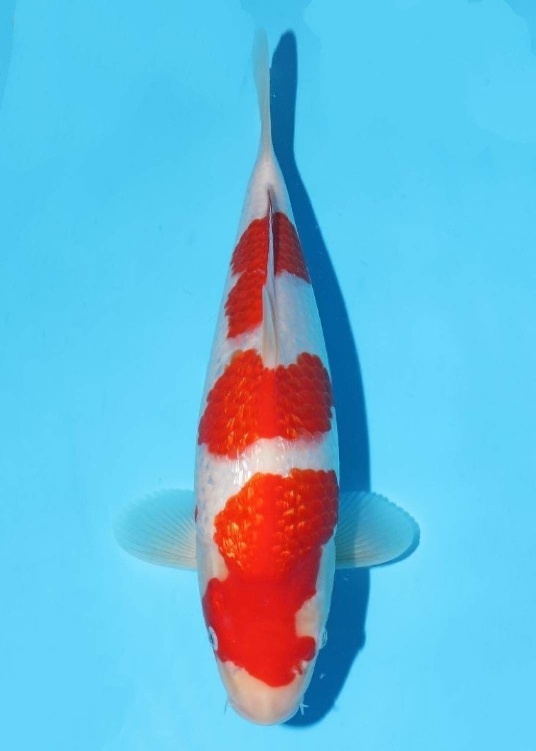 Juara 1