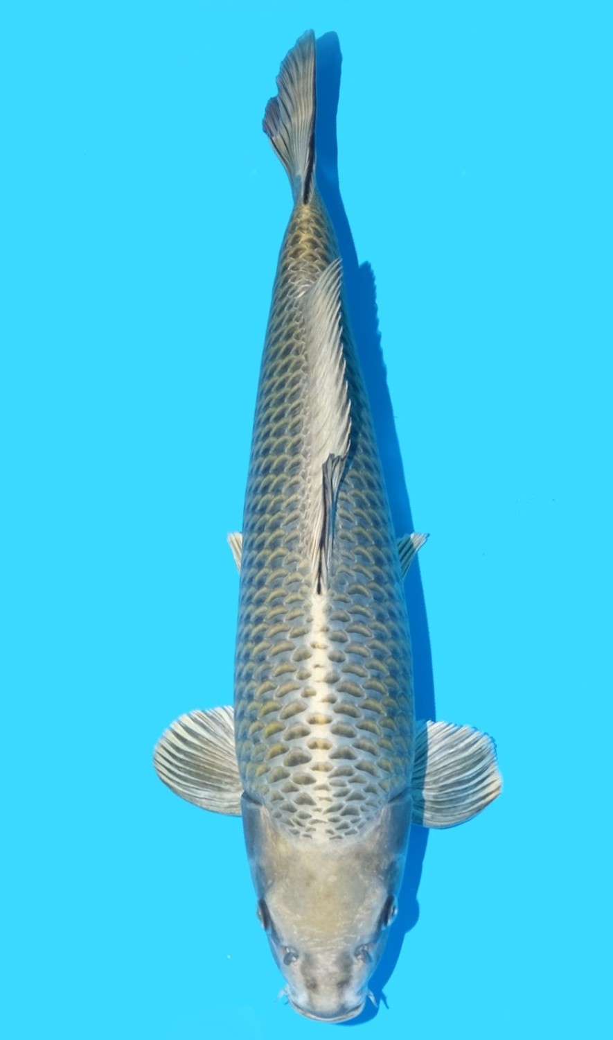Juara 2
