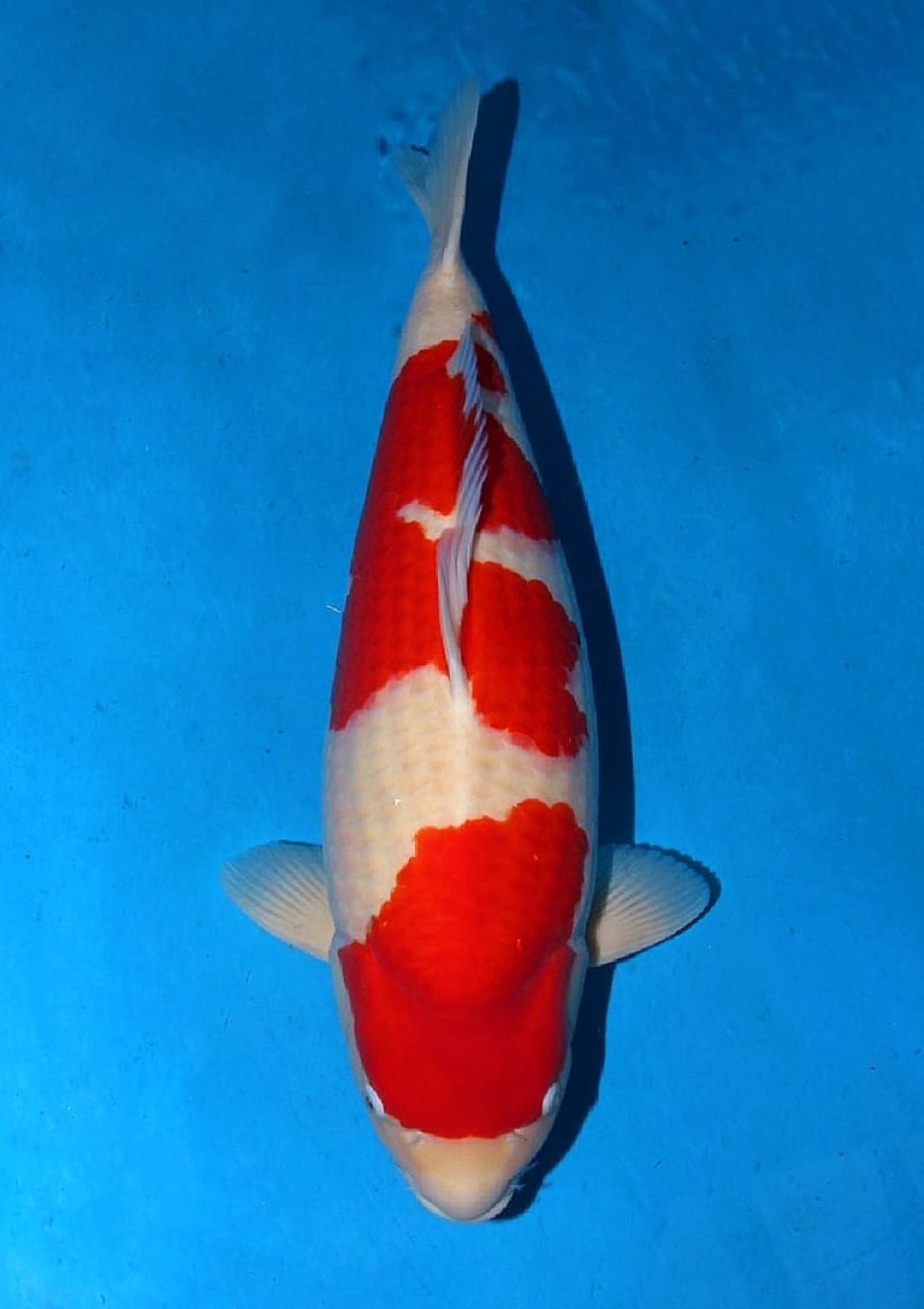 Juara 1