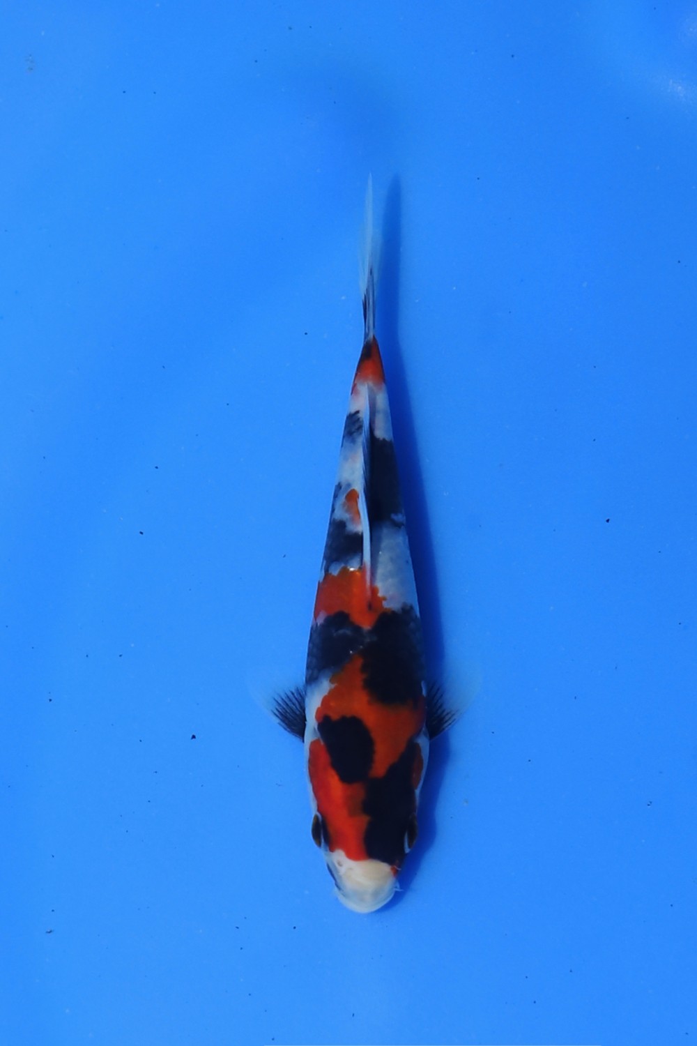 Juara 2