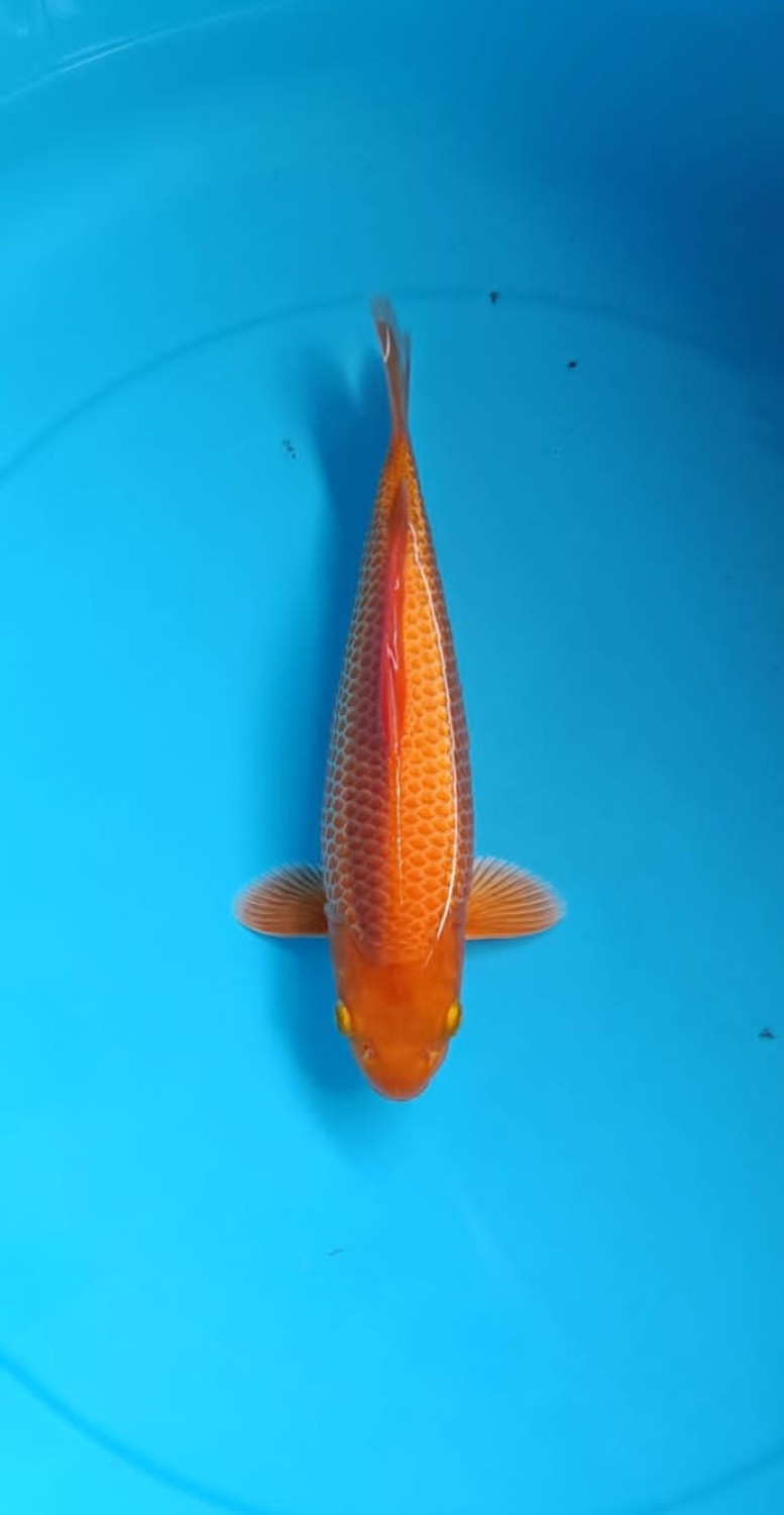 Juara 1