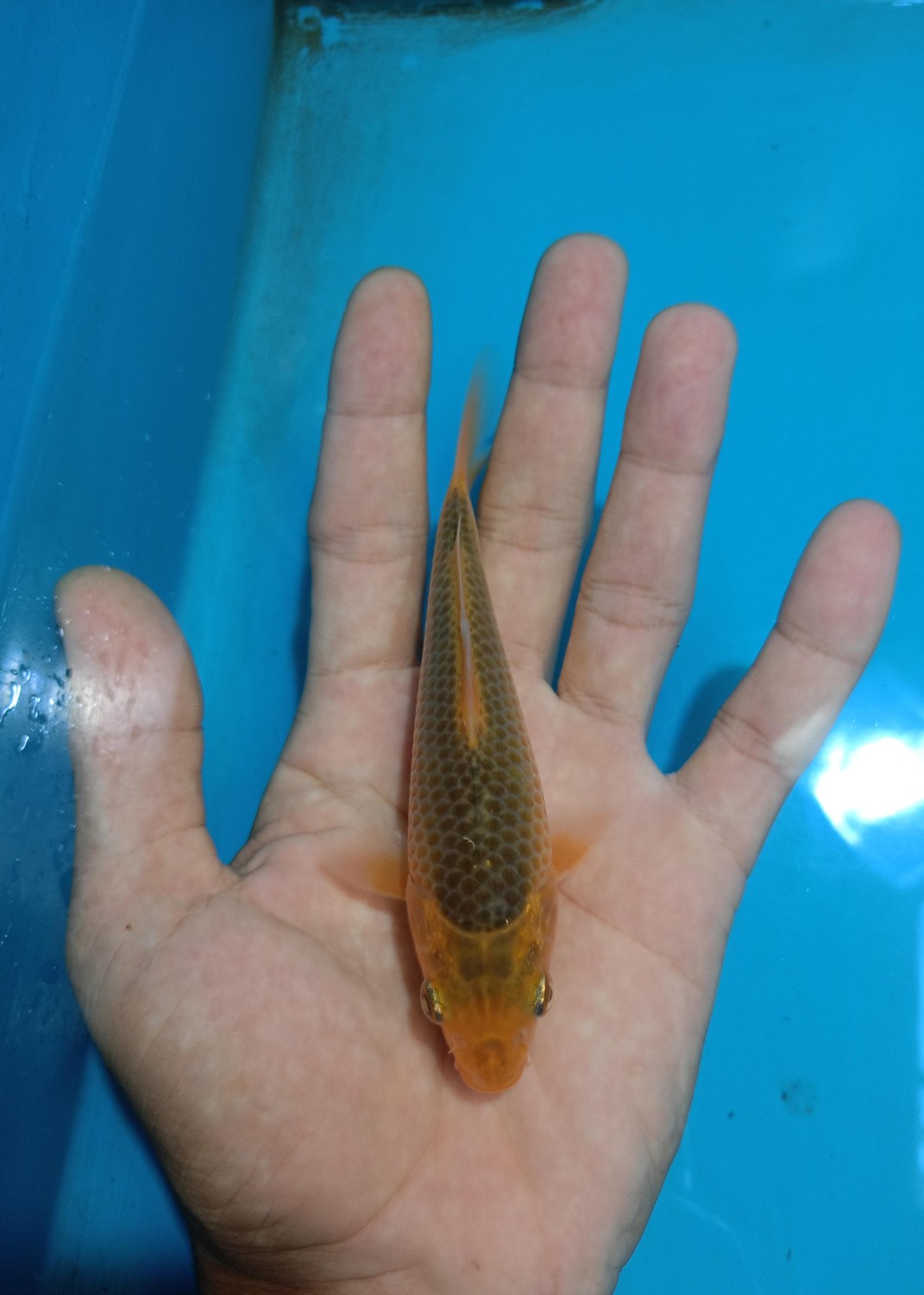 Juara 2