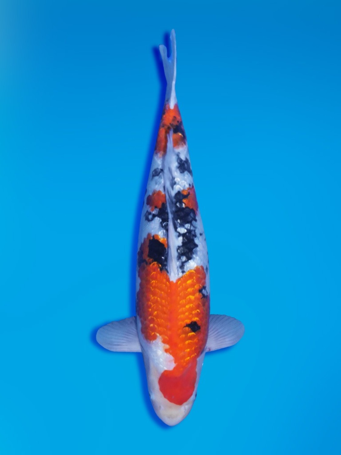 Best In Size B 61 - 65 cm