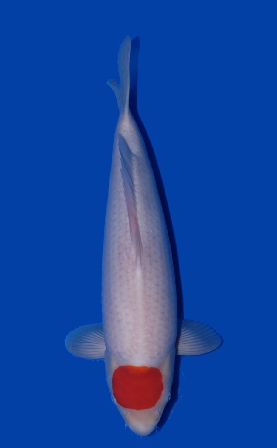 Juara 1