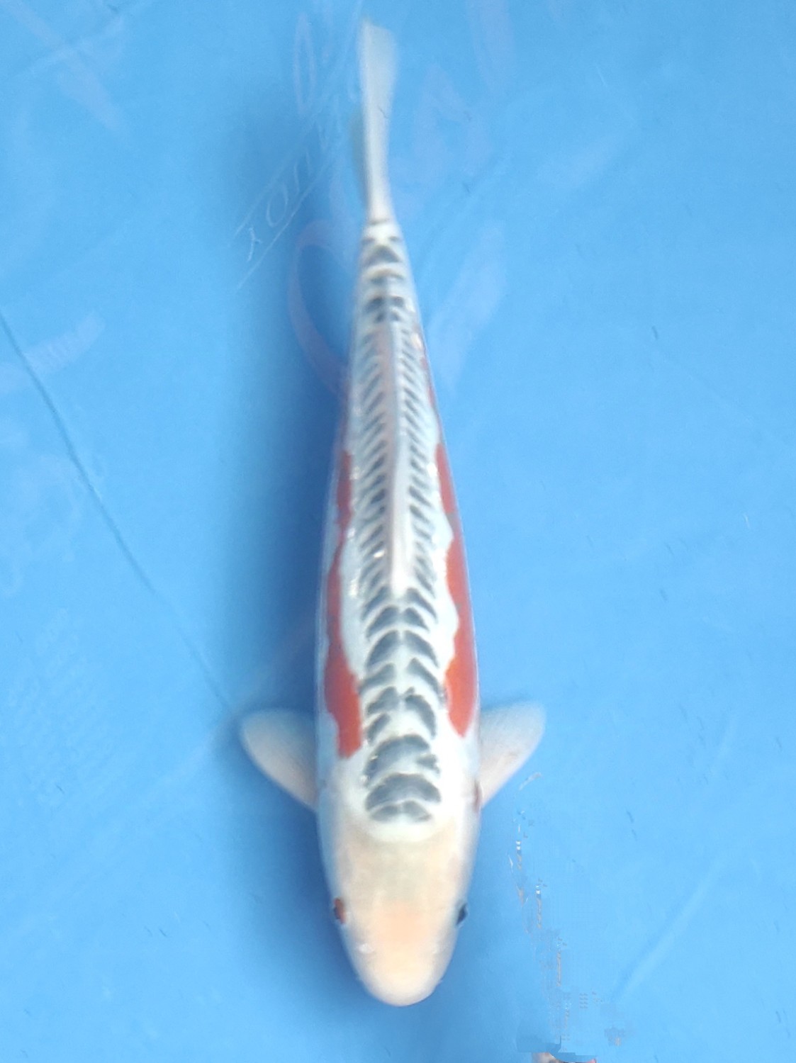 Juara 1