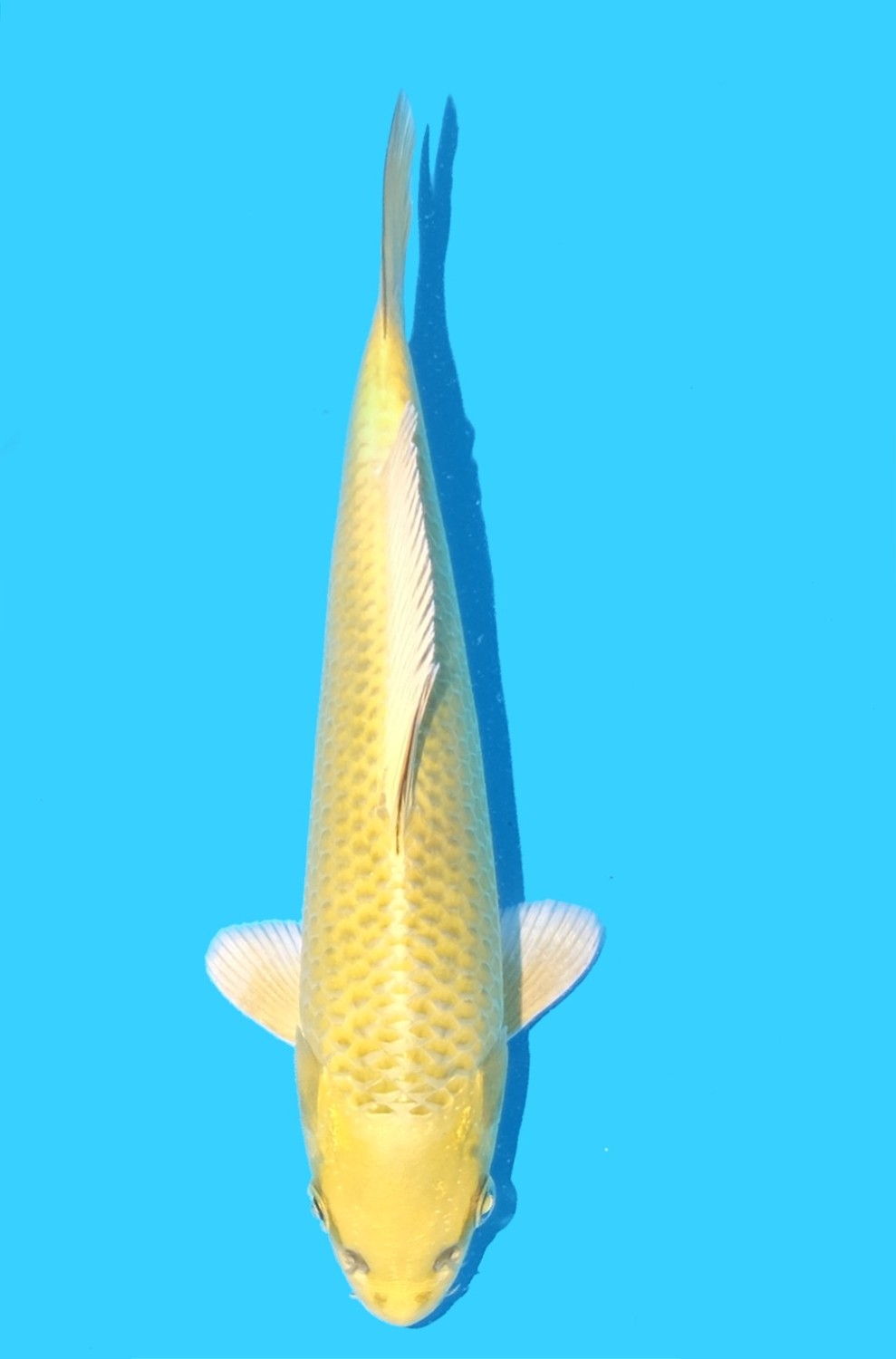 Juara 1