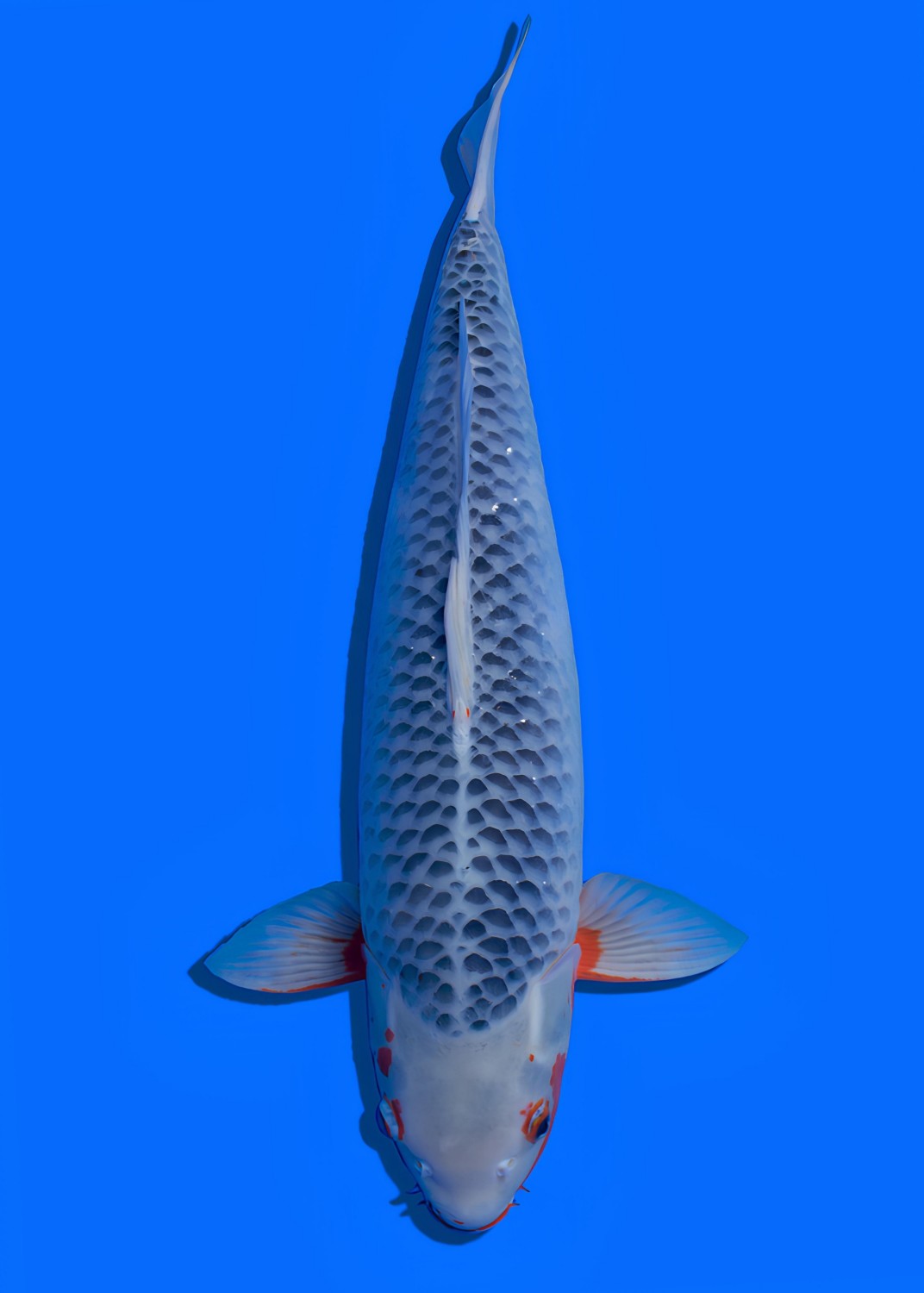 Juara 1