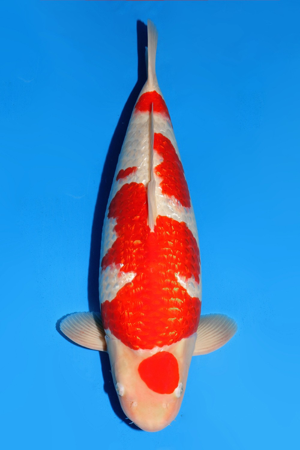 Juara 1