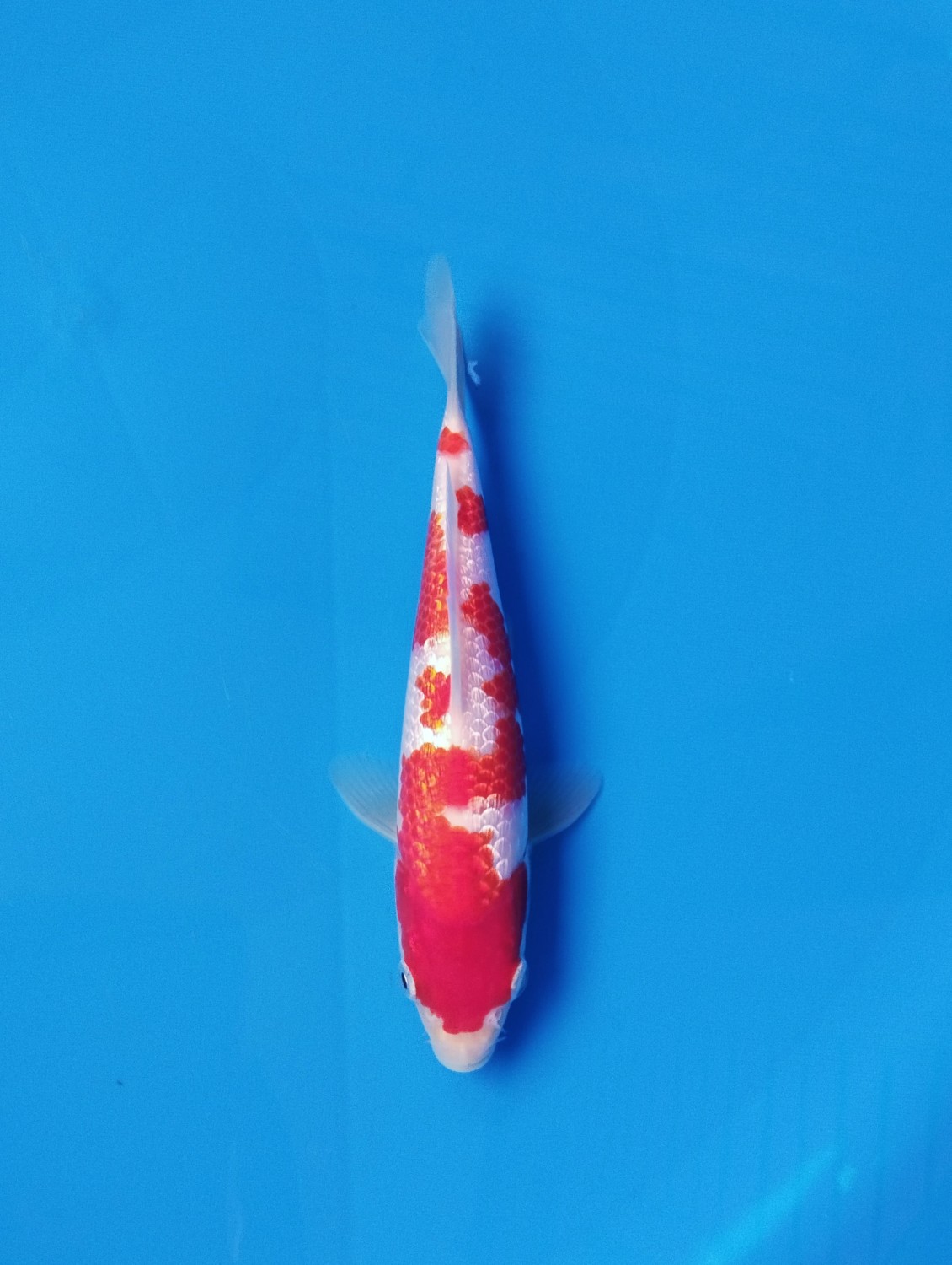 Best In Size B 13 - 15 cm