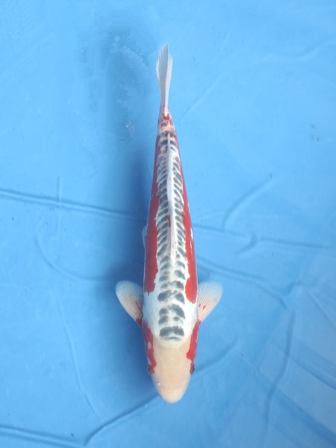 Juara 4