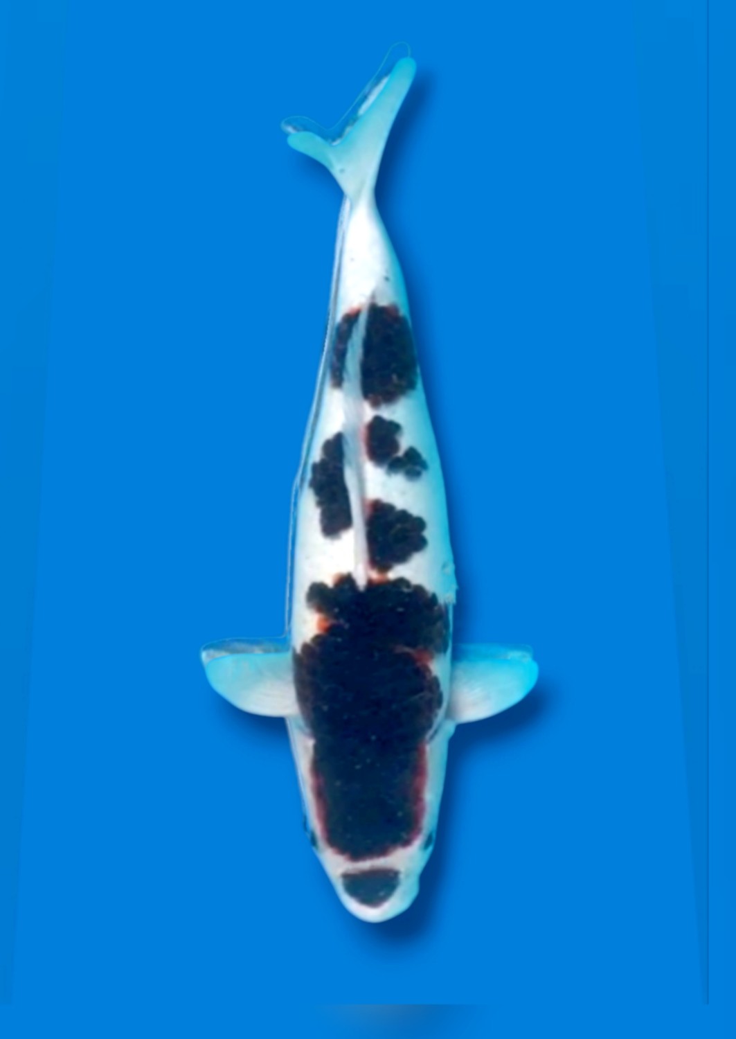 Juara 1