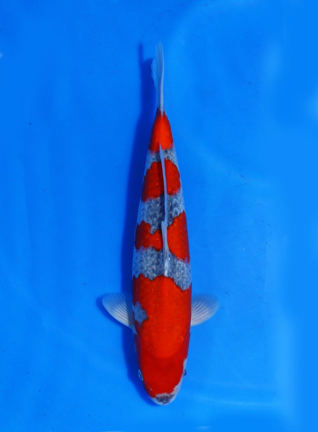 Juara 1