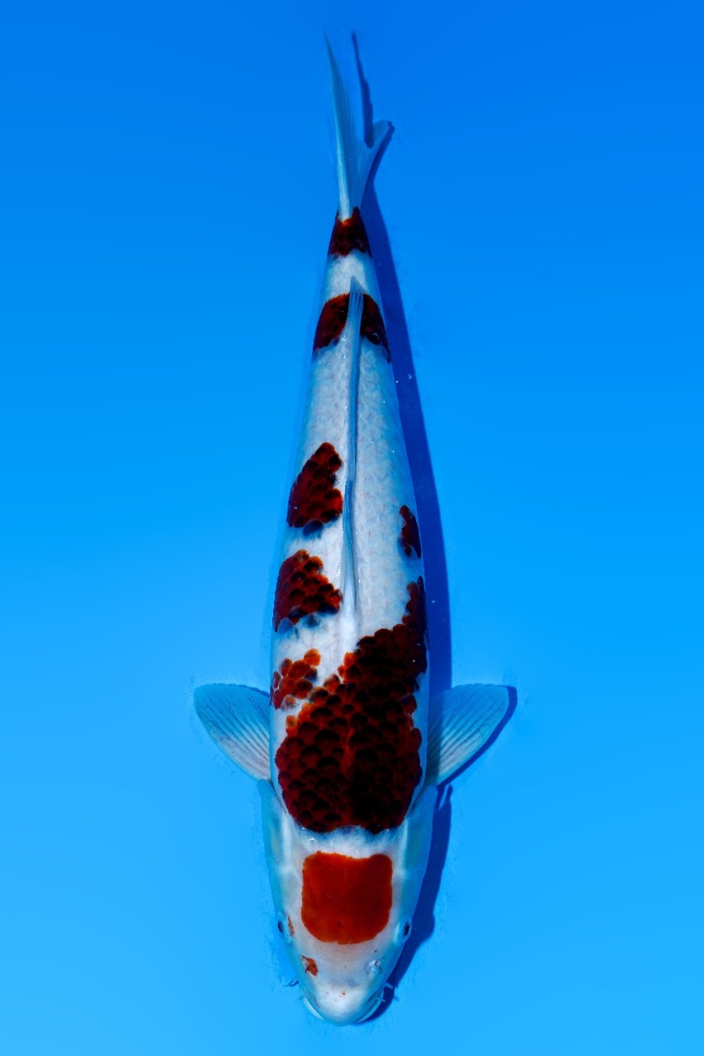 Juara 1