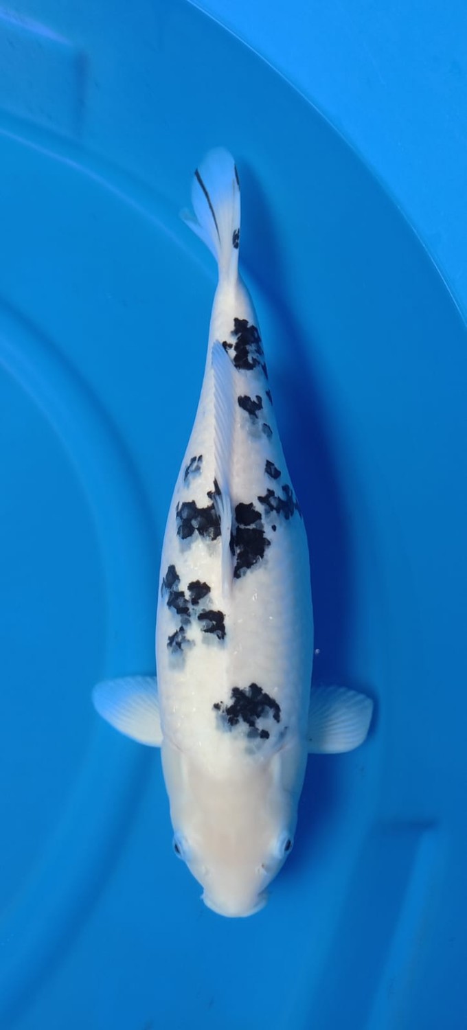 Best In Size D 51 - 55 cm