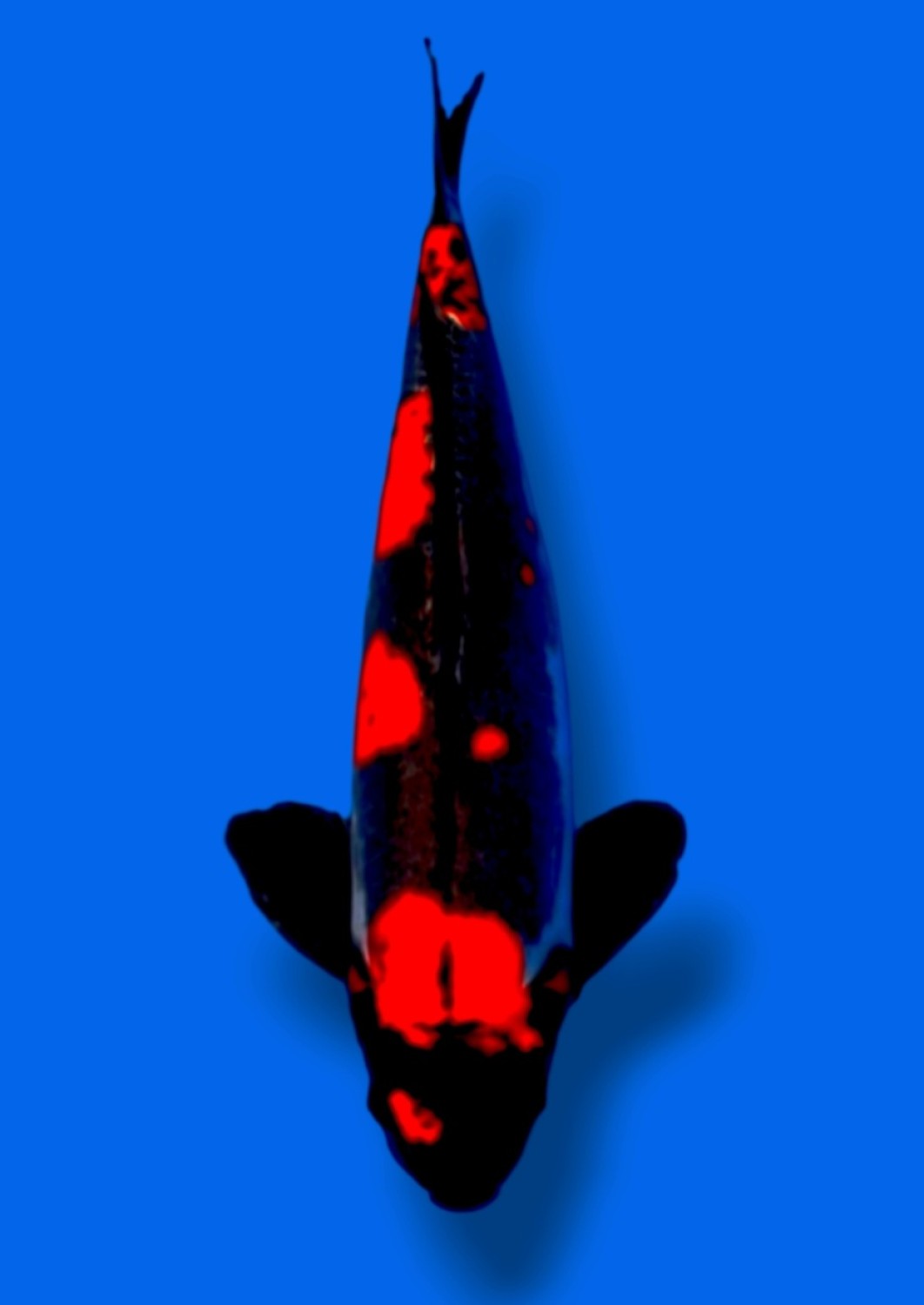 Juara 2