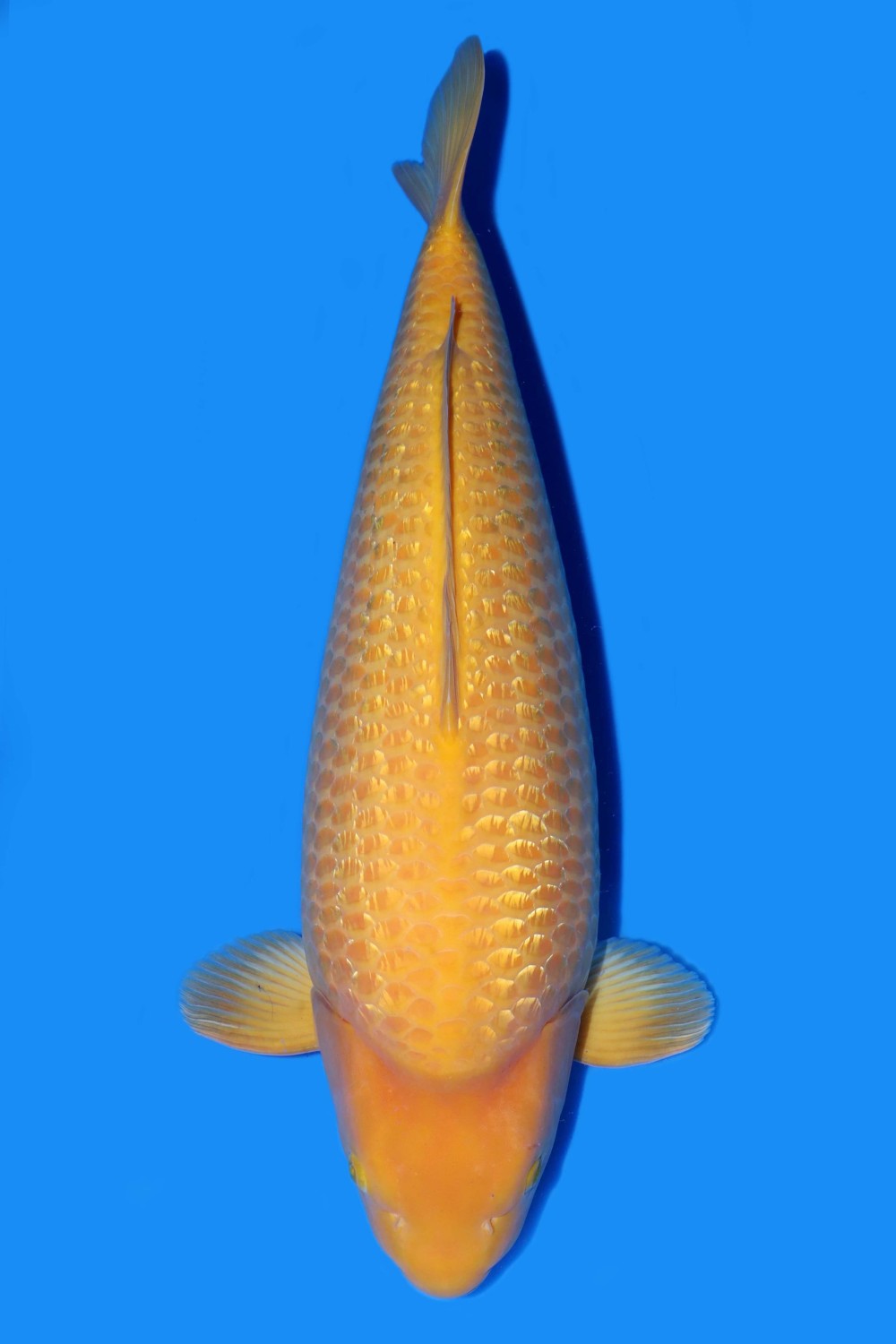 Best In Size E 66 - 70 cm