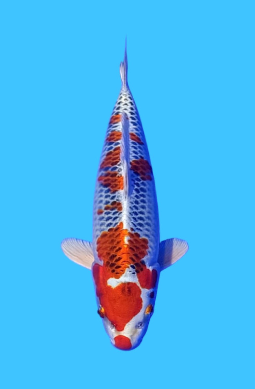 Juara 1