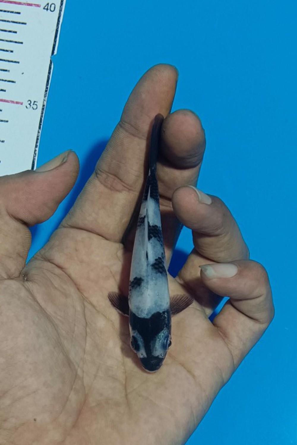 Juara 2