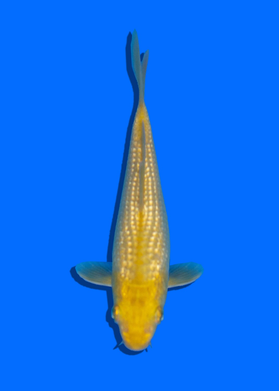 Juara 1