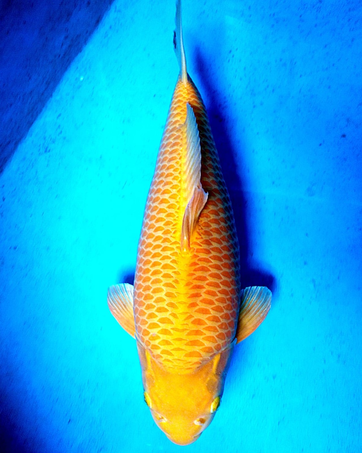 Juara 2