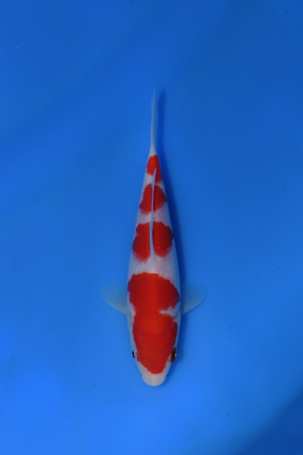 Juara 1