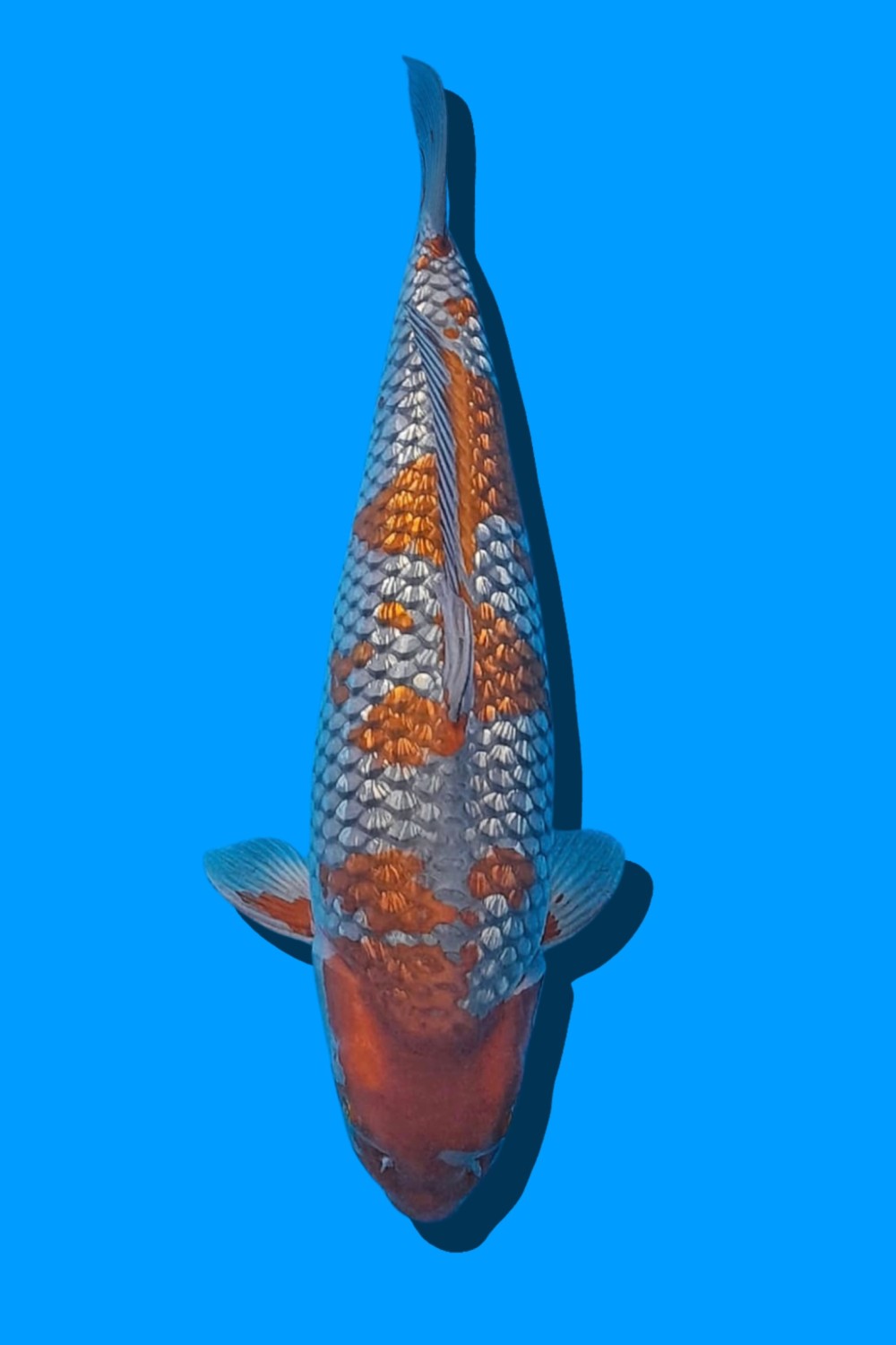 Juara 1