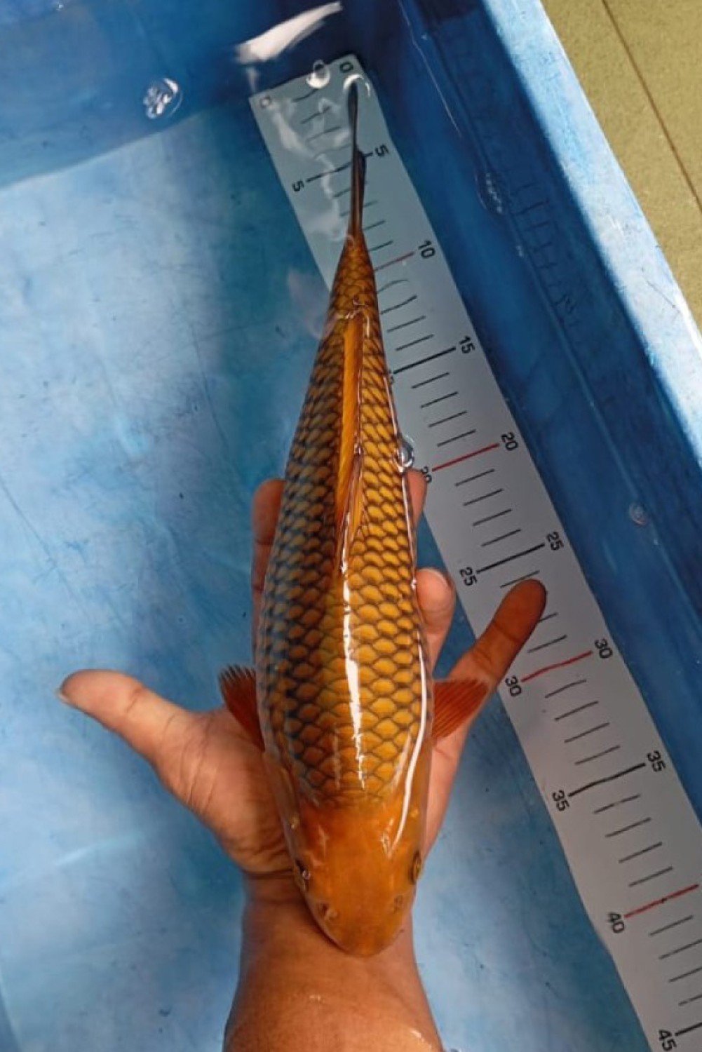 Juara 1