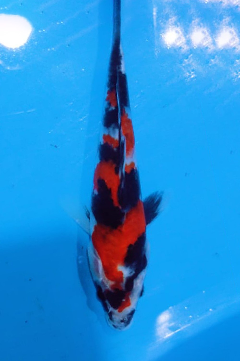 Juara 5
