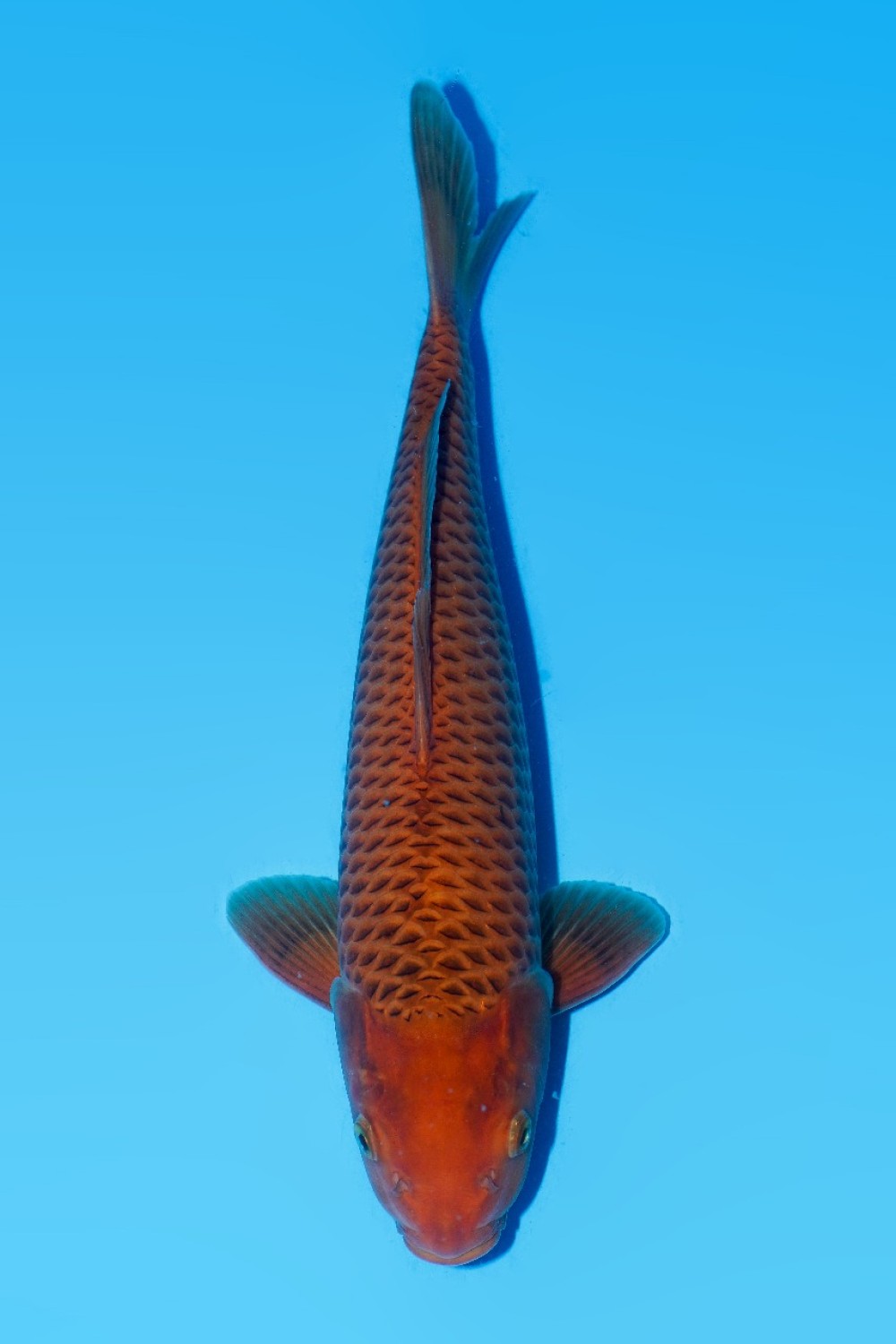 Juara 2
