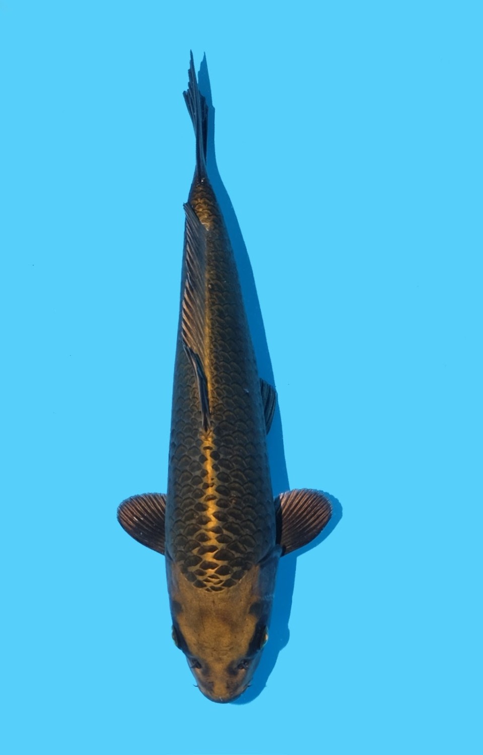 Juara 3
