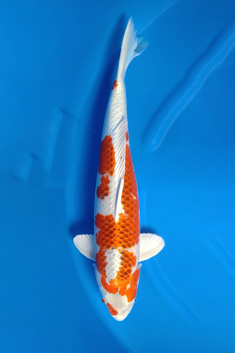 Juara 1
