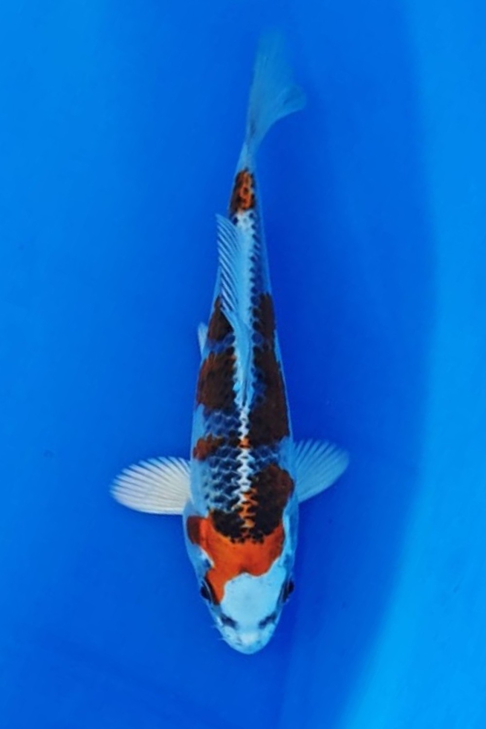 Juara 1