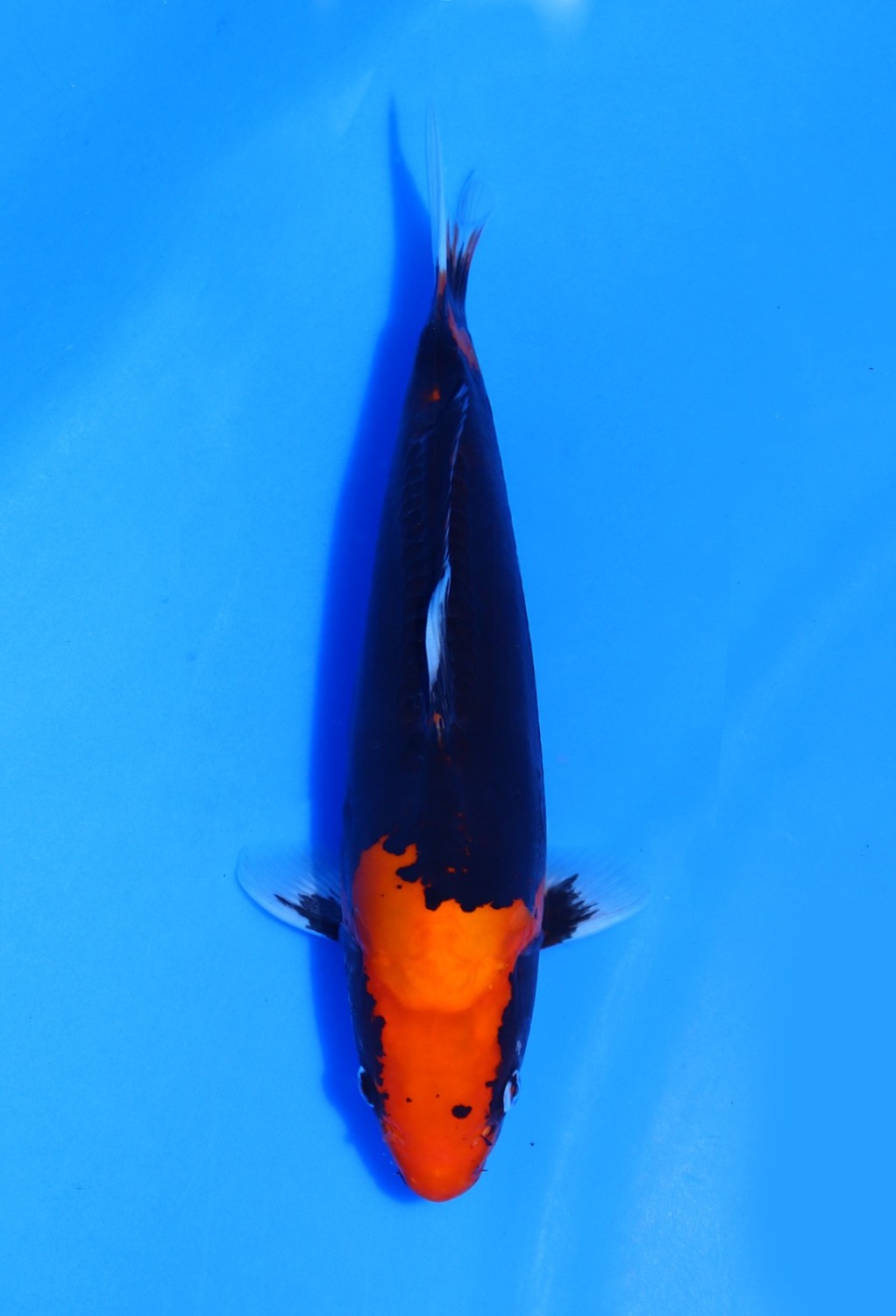 Juara 1