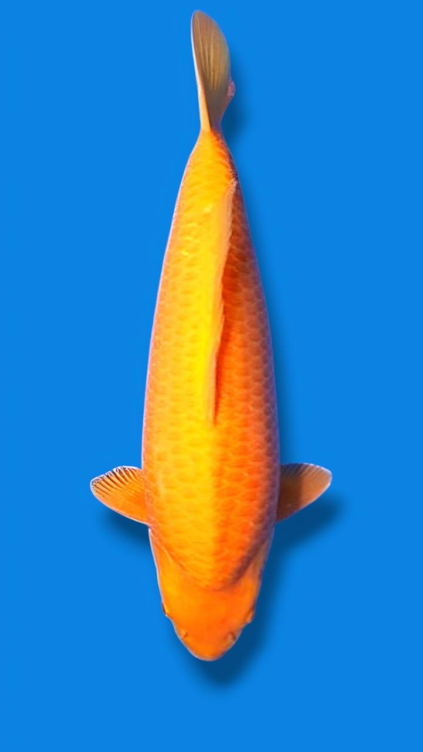 Best In Size E 51 - 55 cm