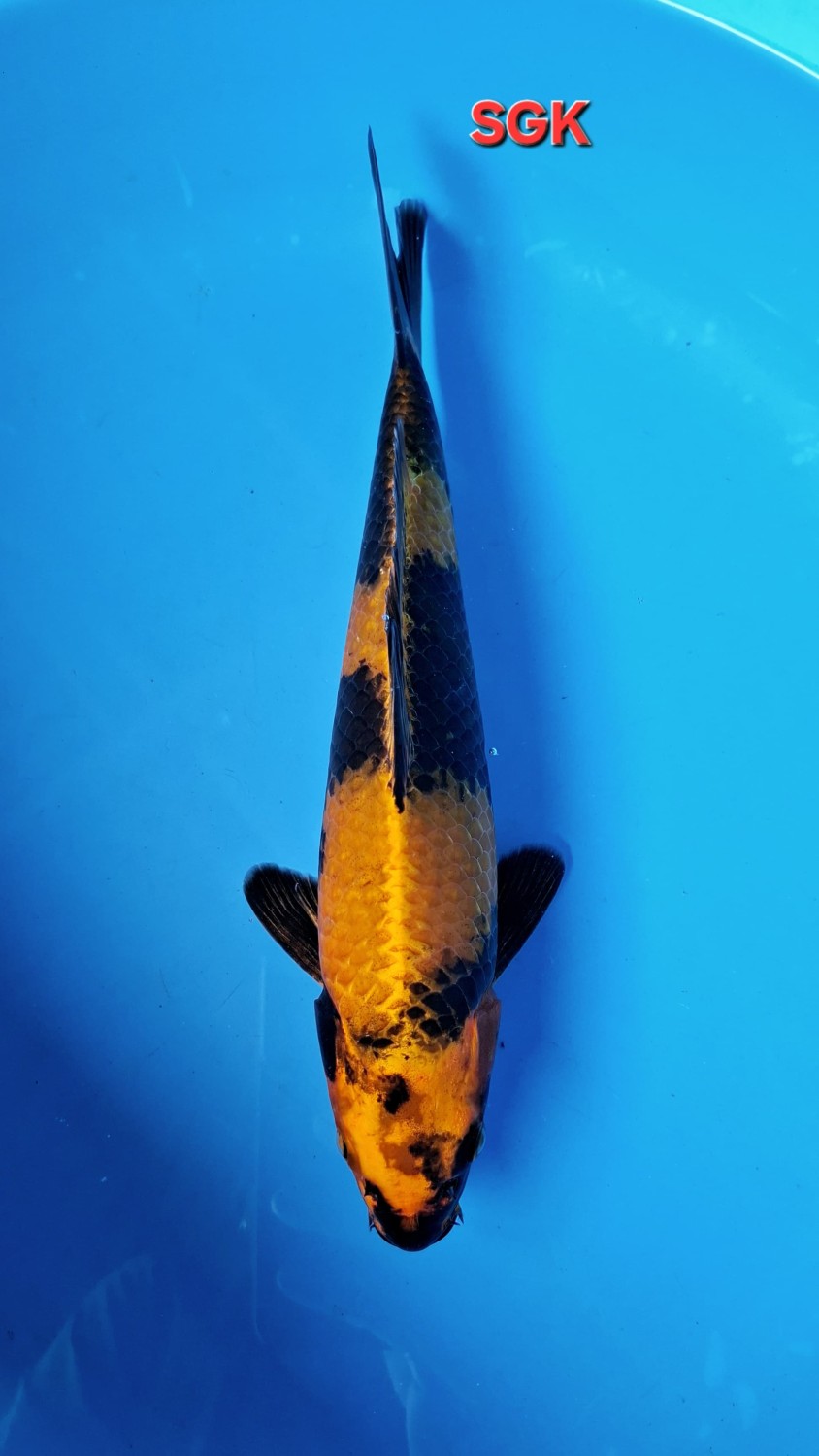 Juara 2