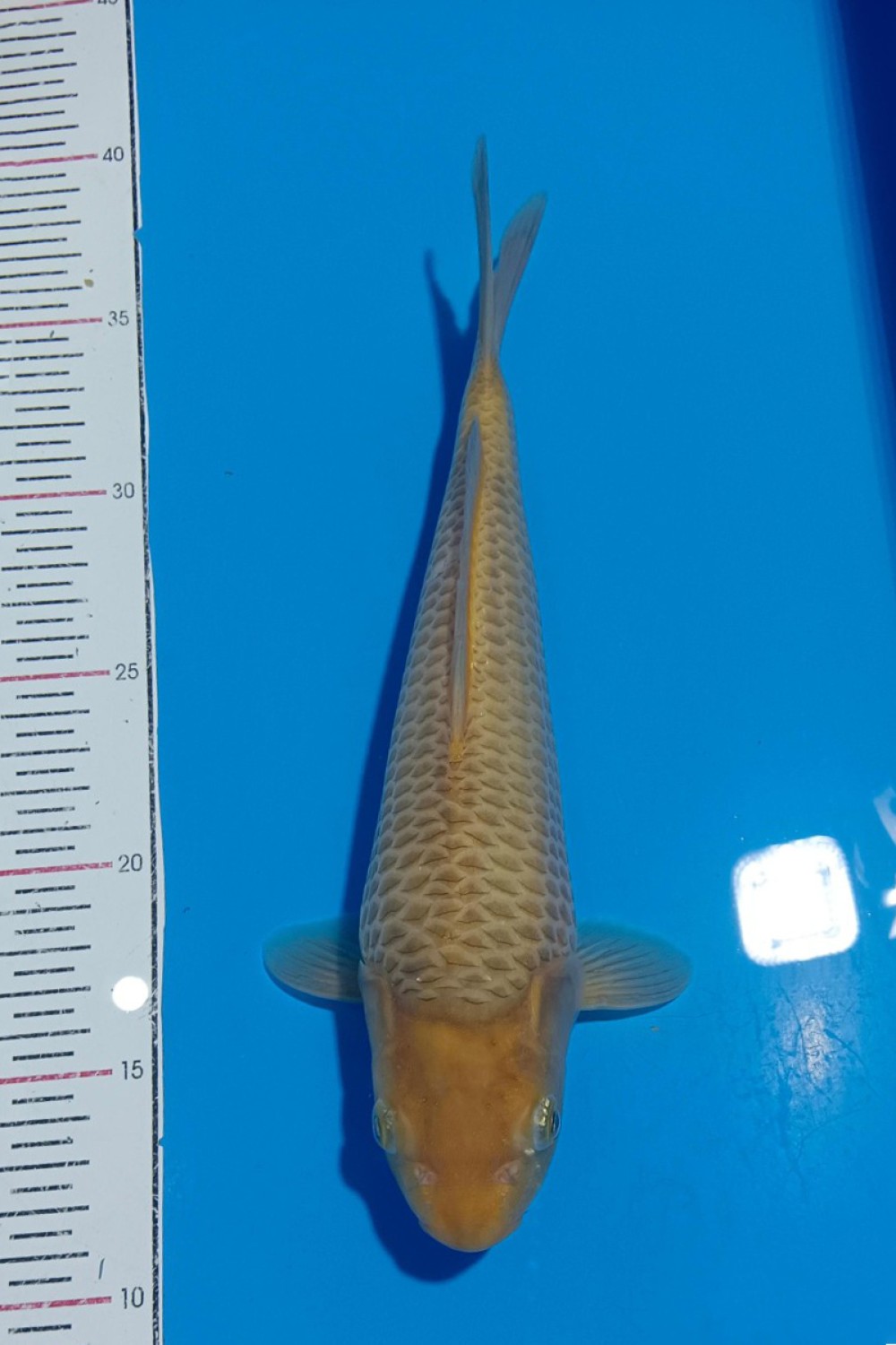 Juara 1