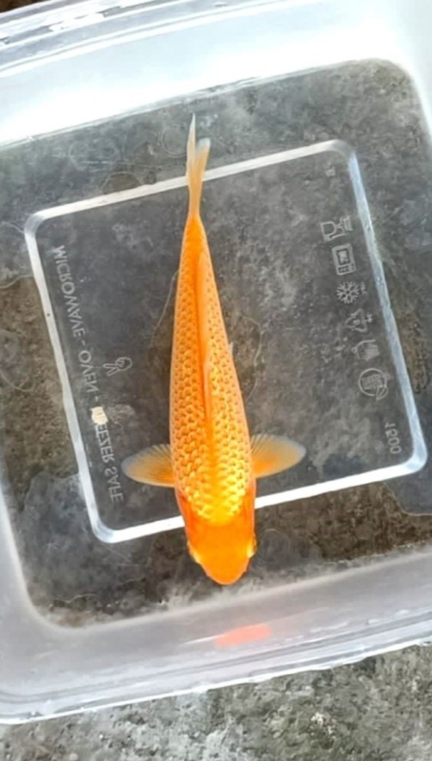 Best In Size E Up To 12 cm